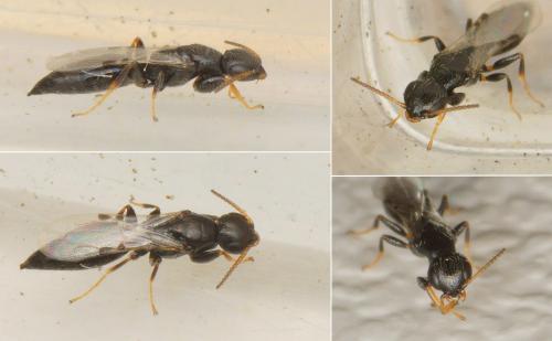 Goniozus claripennis
